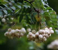 Рябина Арнольда Вайт Вокс (Sorbus × arnoldiana 'White Wax')