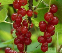 Смородина красная Ред Лейк (Ribes rubrum 'Red Lake')