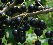 Смородина черная Багира (Ribes nigrum 'Bagira')