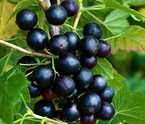 Смородина черная Дачница (Ribes nigrum 'Dachnitsa')