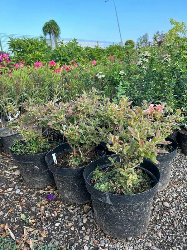 Азалия Беррироуз (Rhododendron 'Berryrose')