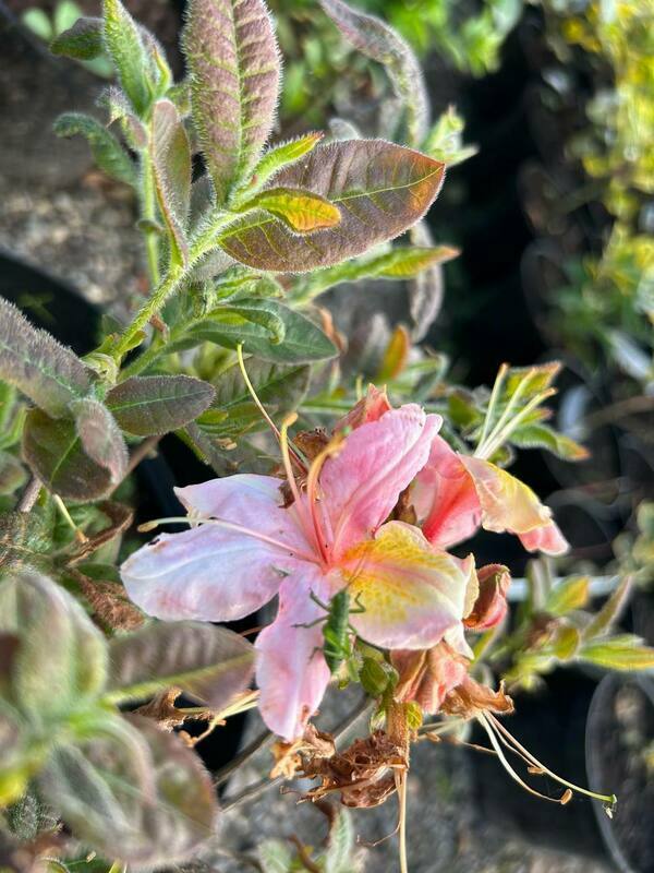 Азалия Беррироуз (Rhododendron 'Berryrose')