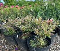 Азалия Беррироуз (Rhododendron 'Berryrose')