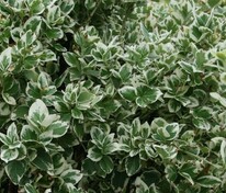 Бересклет Форчуна "Euonymus fortunei"