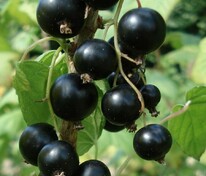 Смородина черная Зеленая дымка (Ribes nigrum 'Zelenaya Dymka')