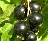 Смородина черная Чудное мгновение (Ribes nigrum 'Chudnoe Mgnovenie')
