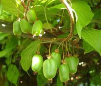 Актинидия коломикта Лакомка (Actinidia kolomikta 'Lakomka')