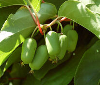 Актинидия коломикта Сладкая палочка (Actinidia kolomikta 'Sladkaya Palochka')