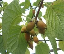Актинидия коломикта Фестивальный (Actinidia kolomikta 'Festivalnyj')
