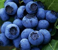 Голубика садовая Джерси (Vaccinium corymbosum 'Jersey')