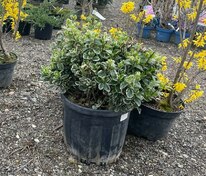 Бересклет японский (Euonymus japonicus)