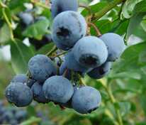 Голубика высокая Либерти (Vaccinium corymbosum 'Liberty')