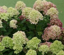 Гортензия метельчатая Литтл Пассион (Hydrangea paniculata 'Little Passion')