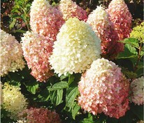 Гортензия метельчатая Пинк Шейд (Hydrangea paniculata 'Pink Shade')