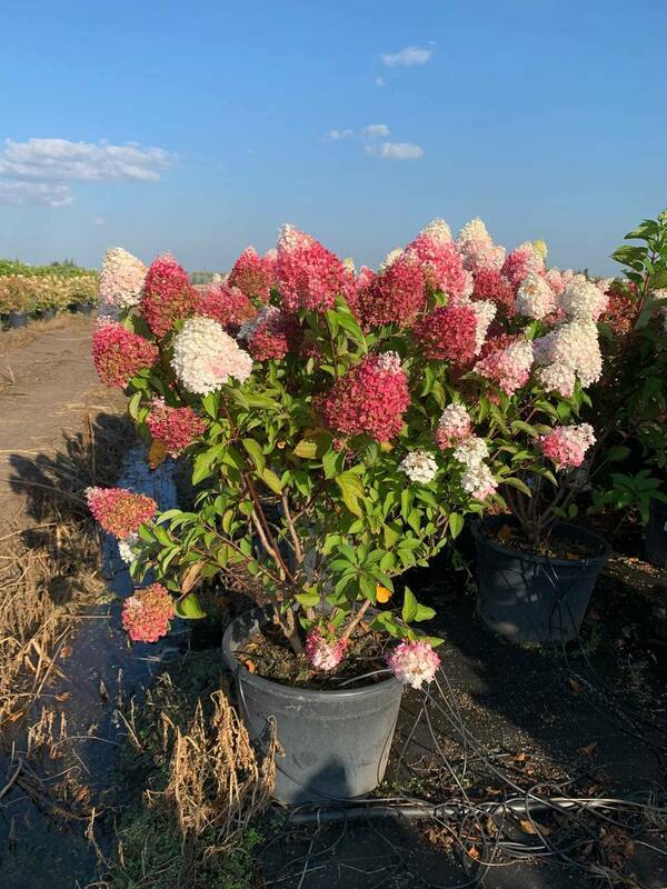 Гортензия метельчатая Пинки Промис (Hydrangea paniculata 'Pinky Promise')