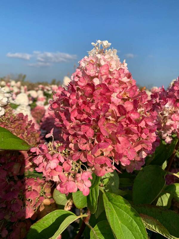 Гортензия метельчатая Пинки Промис (Hydrangea paniculata 'Pinky Promise')