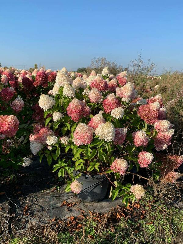 Гортензия метельчатая Пинки Промис (Hydrangea paniculata 'Pinky Promise')
