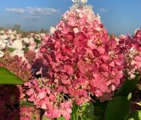 Гортензия метельчатая Пинки Промис (Hydrangea paniculata 'Pinky Promise')