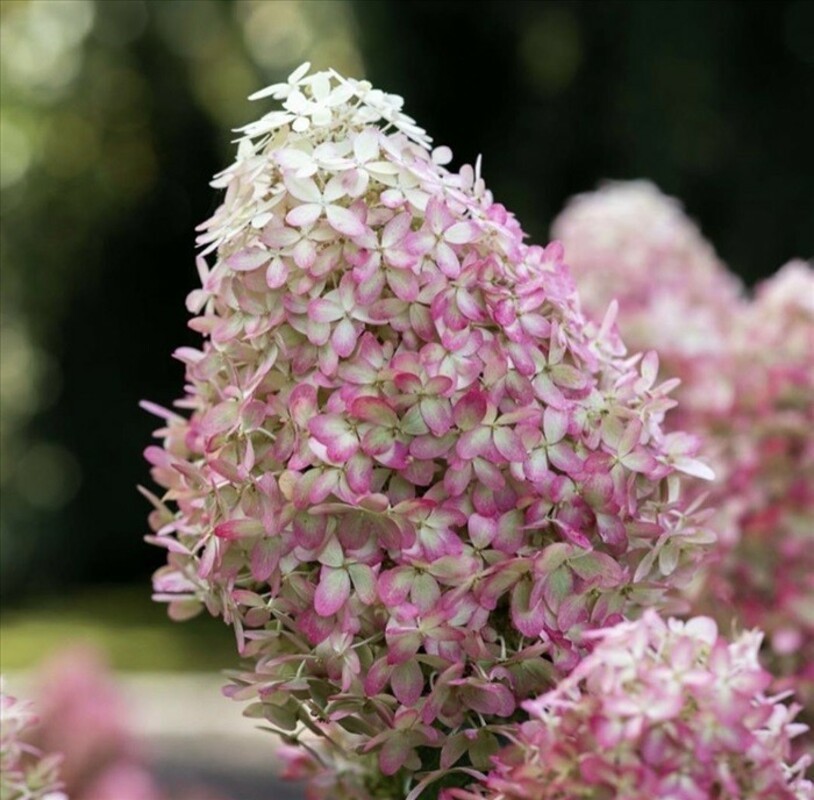 Гортензия метельчатая Роял Флауэр (Hydrangea paniculata 'Royal Flower')