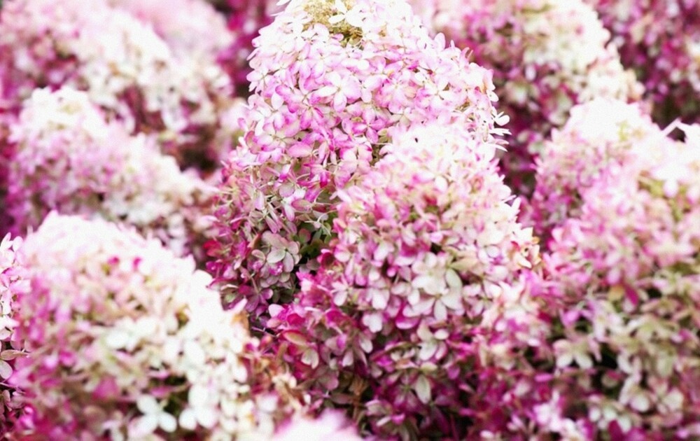 Гортензия метельчатая Роял Флауэр (Hydrangea paniculata 'Royal Flower')