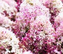 Гортензия метельчатая "Royal Flower" (Роял Флауэр)
