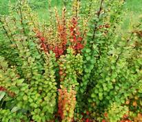 Барбарис обыкновенный (Berberis vulgaris) (пурпурный)