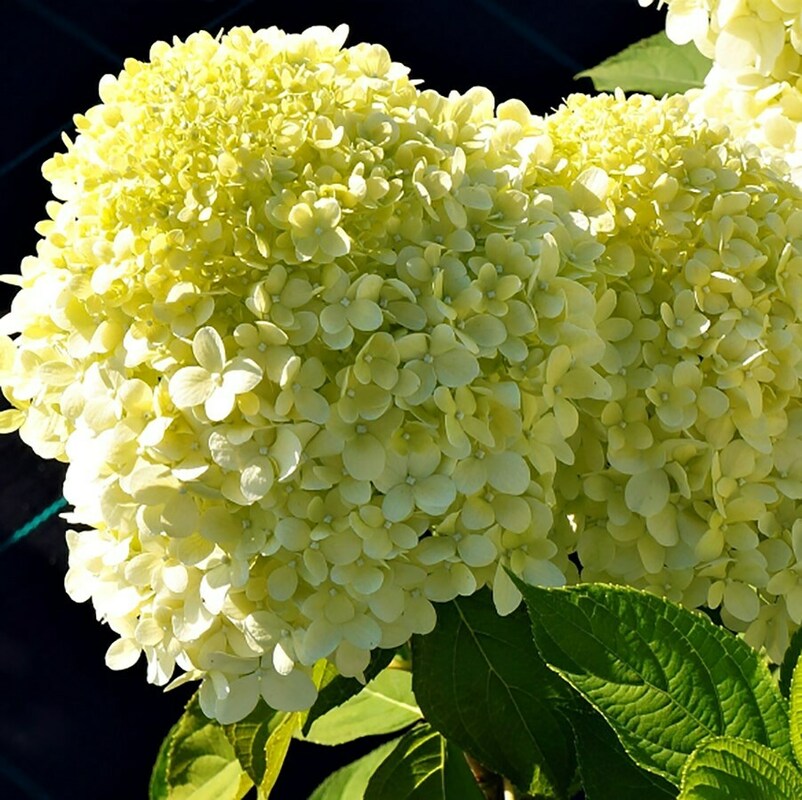 Гортензия метельчатая Селекшн (Hydrangea paniculata 'Selection')
