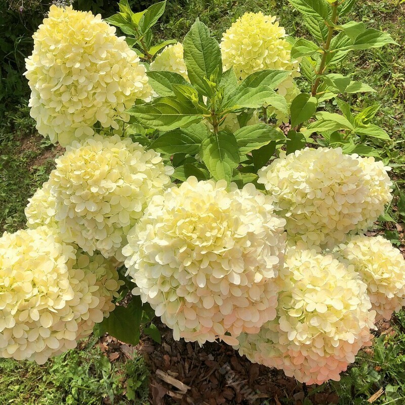 Гортензия метельчатая Селекшн (Hydrangea paniculata 'Selection')