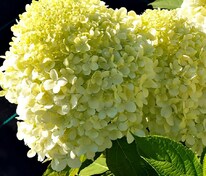 Гортензия метельчатая Селекшн (Hydrangea paniculata 'Selection')