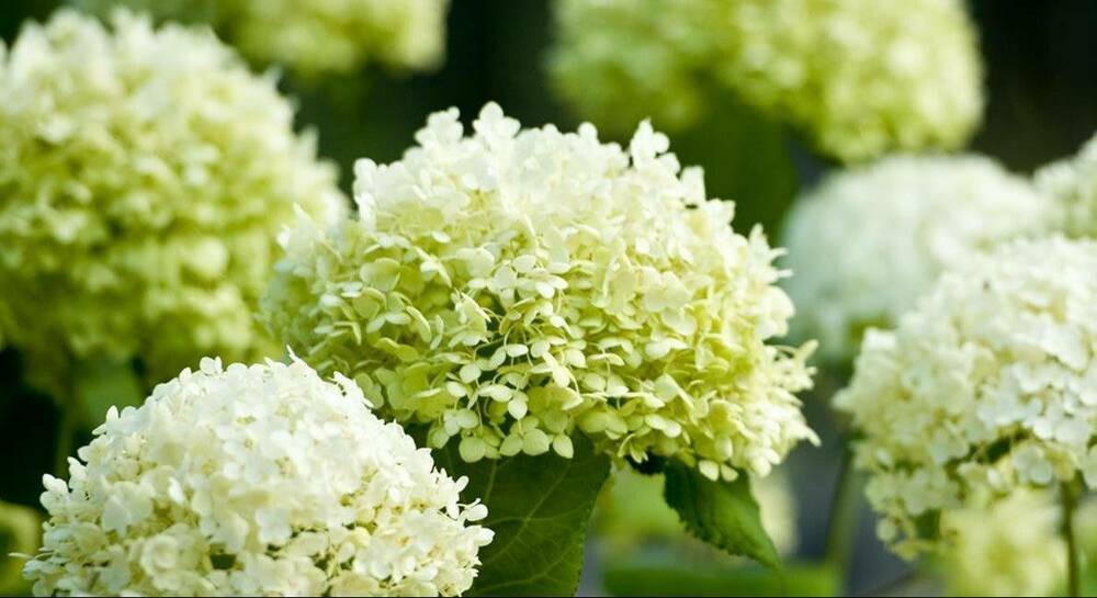 Гортензия древовидная Дабл Анабель (Hydrangea arborescens 'Double Annabelle')
