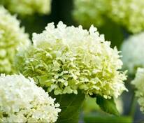 Гортензия древовидная Дабл Анабель (Hydrangea arborescens 'Double Annabelle')