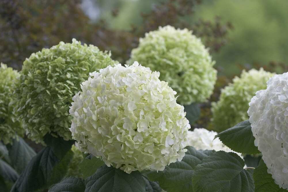 Гортензия древовидная Стронг Аннабель (Hydrangea arborescens 'Strong Annabelle')