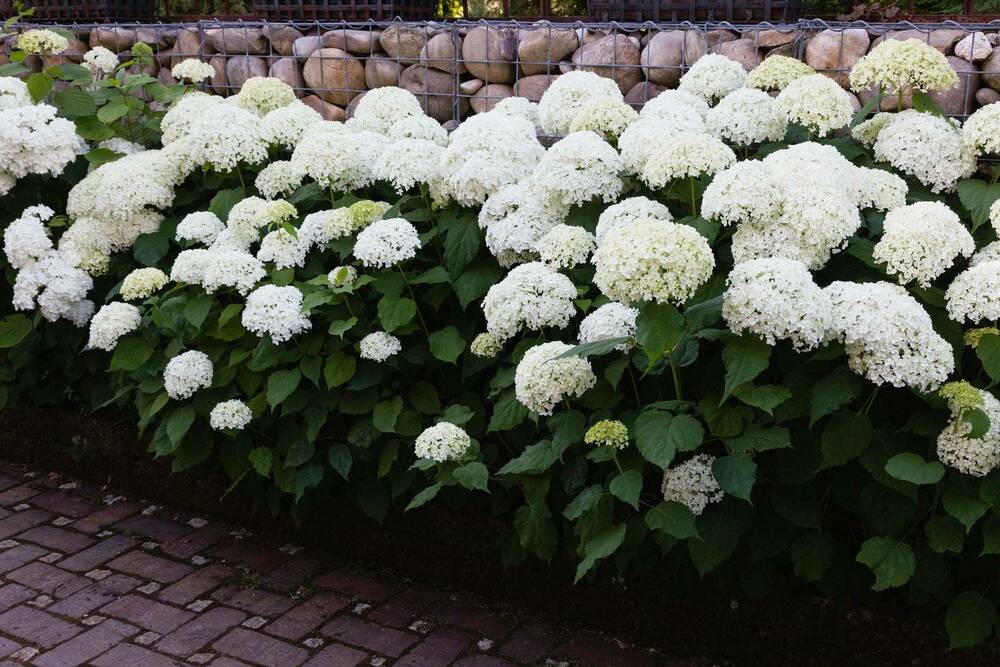 Гортензия древовидная Стронг Аннабель (Hydrangea arborescens 'Strong Annabelle')