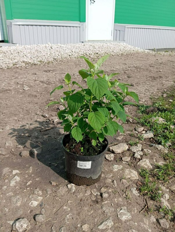 Гортензия древовидная Стронг Аннабель (Hydrangea arborescens 'Strong Annabelle')