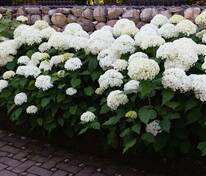 Гортензия древовидная Стронг Аннабель (Hydrangea arborescens 'Strong Annabelle')