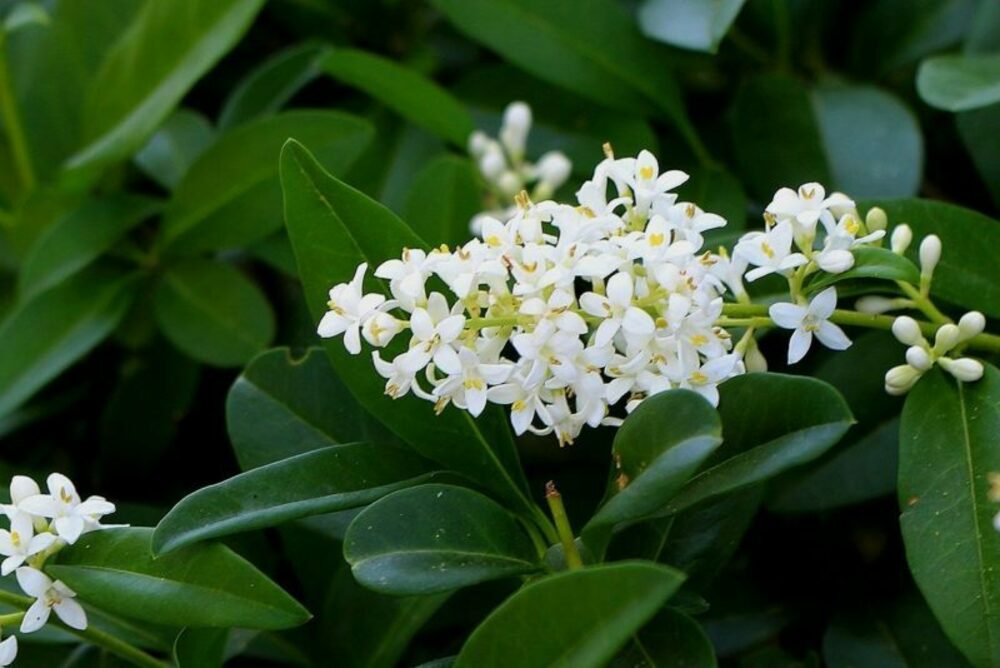 Бирючина обыкновенная (Ligustrum vulgare)