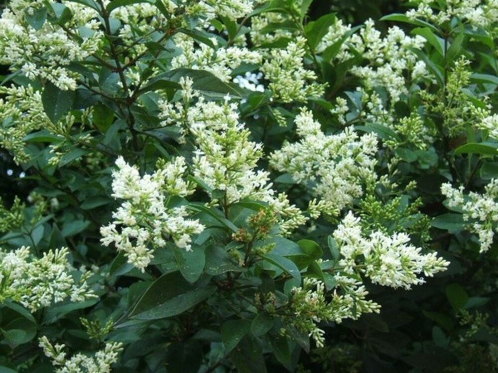 Бирючина обыкновенная (Ligustrum vulgare)