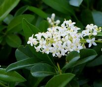 Бирючина обыкновенная (Ligustrum vulgare)