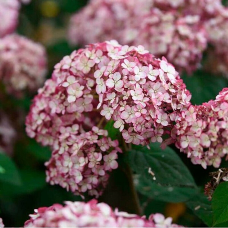 Гортензия древовидная Свит Аннабель (Hydrangea arborescens 'Sweet Annabelle')