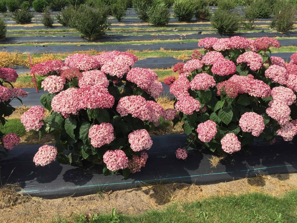 Гортензия древовидная Свит Аннабель (Hydrangea arborescens 'Sweet Annabelle')
