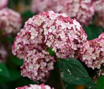 Гортензия древовидная Свит Аннабель (Hydrangea arborescens 'Sweet Annabelle')
