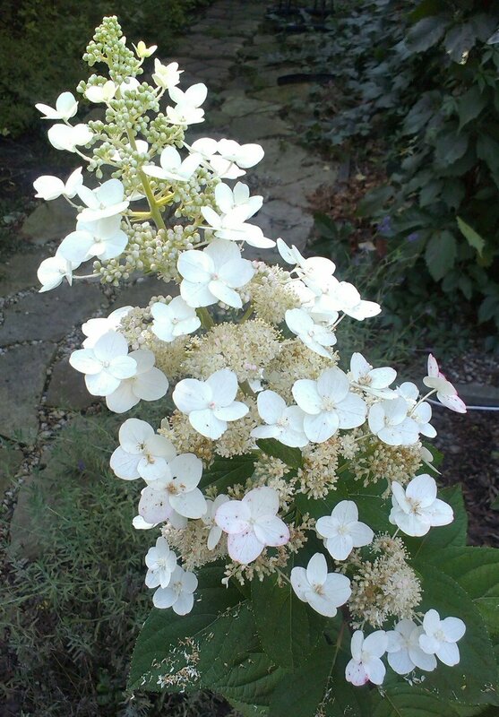 Гортензия метельчатая Левана (Hydrangea paniculata 'Levana')