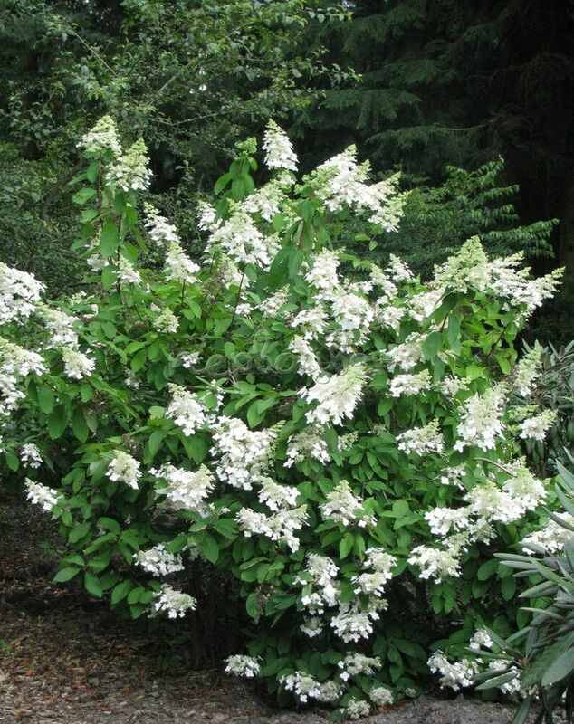 Гортензия метельчатая Левана (Hydrangea paniculata 'Levana')