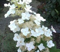 Гортензия метельчатая Левана (Hydrangea paniculata 'Levana')