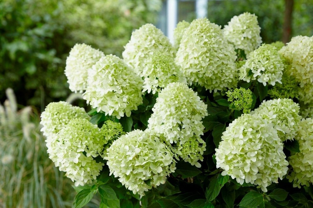 Гортензия метельчатая Литтл Спуки (Hydrangea paniculata 'Little Spooky')