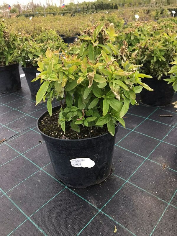 Гортензия метельчатая Литтл Спуки (Hydrangea paniculata 'Little Spooky')