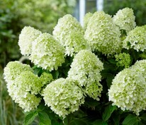 Гортензия метельчатая Литтл Спуки (Hydrangea paniculata 'Little Spooky')