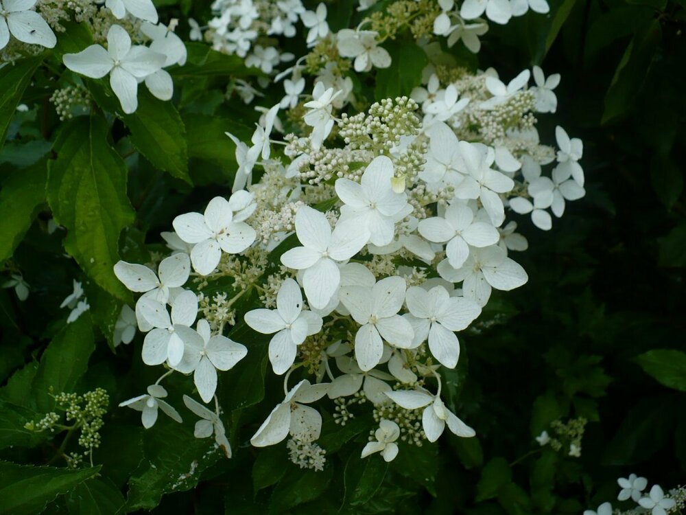 Гортензия метельчатая Мэджикал Старлайт (Hydrangea paniculata 'Magical Starlight')