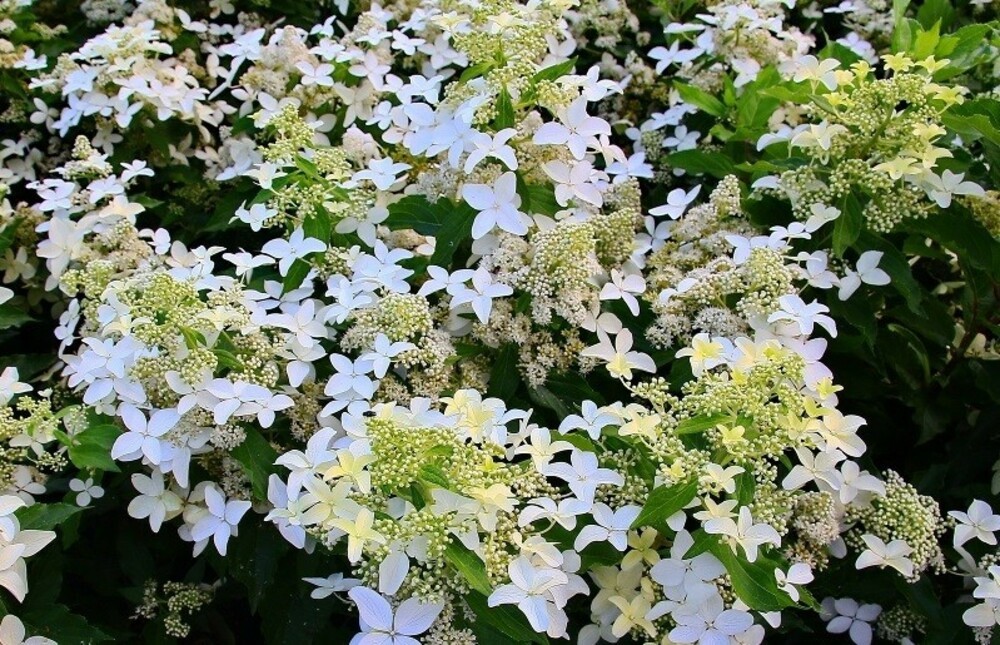 Гортензия метельчатая Мэджикал Старлайт (Hydrangea paniculata 'Magical Starlight')