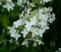 Гортензия метельчатая Мэджикал Старлайт (Hydrangea paniculata 'Magical Starlight')